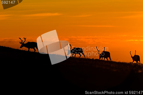 Image of sunset deers