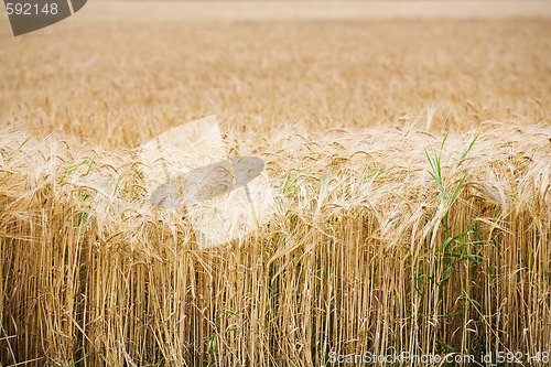 Image of field of wheat