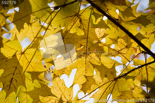 Image of Yellow autumn maple leaves