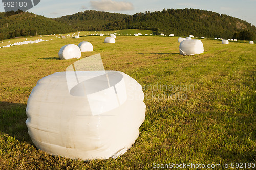 Image of rolls of hay