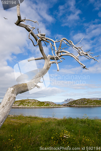 Image of dry tree