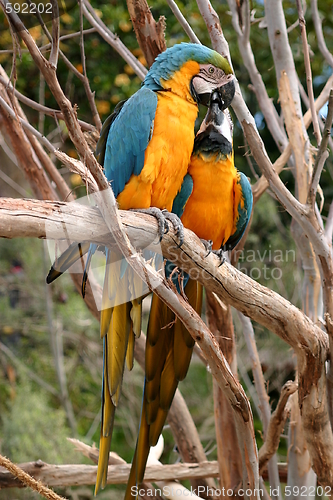 Image of Blue And Gold Macaw