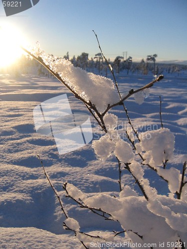 Image of Branch with ice