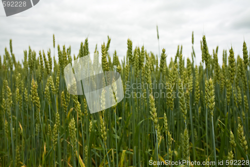 Image of Green ears of wheat