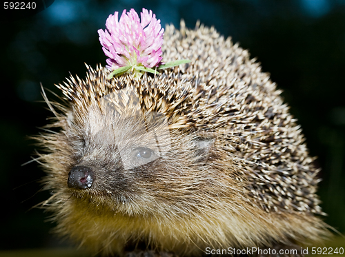 Image of hedgehog with flower