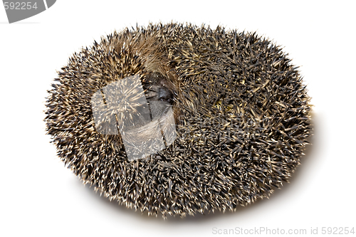 Image of hedgehog