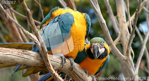 Image of Blue And Gold Macaws