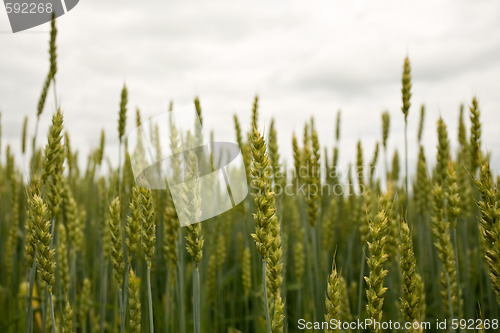 Image of Green ears of wheat