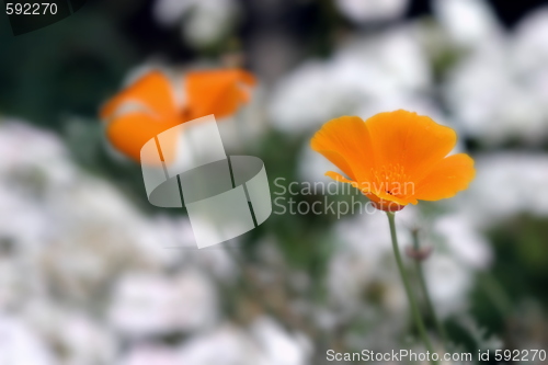 Image of California Poppy