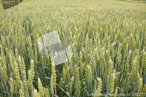 Image of field of wheat