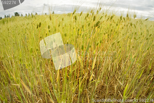 Image of field of wheat