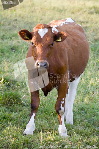 Image of cow