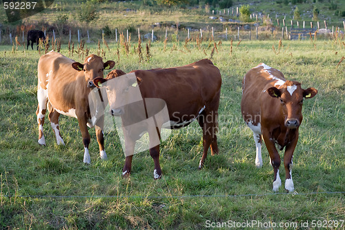 Image of Three brown cows