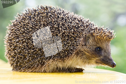 Image of hedgehog