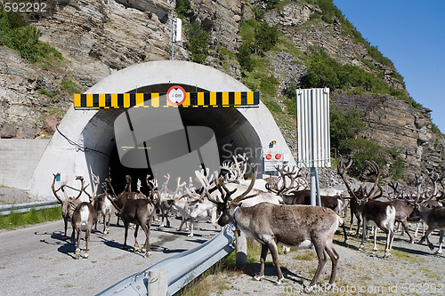 Image of deers in tunnel