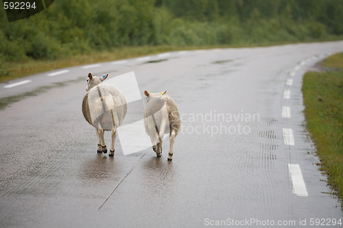 Image of Two sheeps