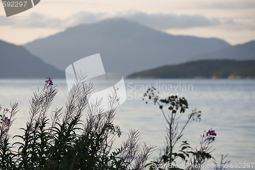 Image of Grass growing ashore lake