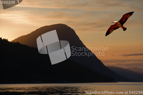 Image of Bird flying above a lake