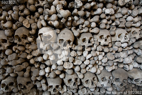 Image of human bones and skulls