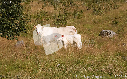 Image of Cow with little calf