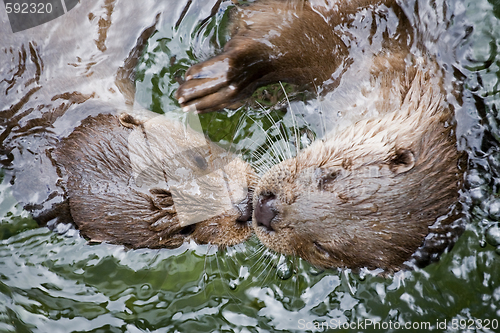 Image of otters