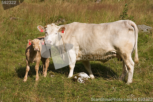 Image of Cow with little calf