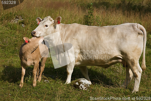 Image of calf snuggled up to the cow