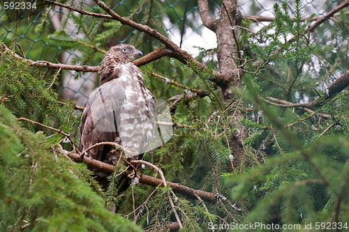 Image of hawk sits on a tree