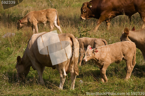 Image of Cows eat in a meadow