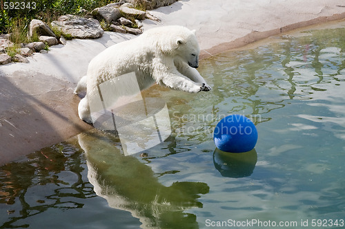 Image of jumping polar bear