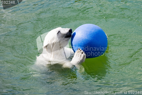 Image of polar bear with ball 