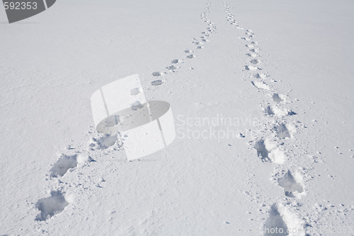 Image of footprints on snow