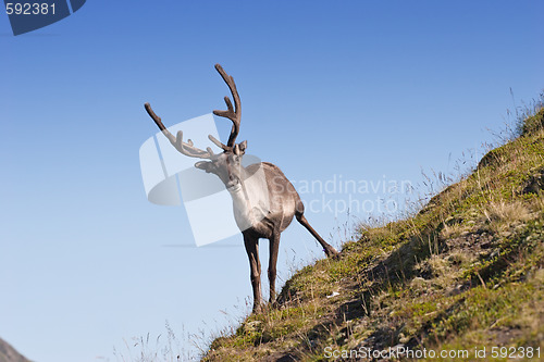 Image of northern deer