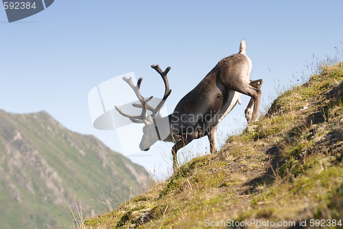 Image of deer