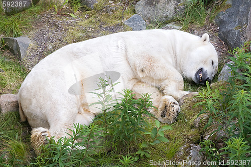 Image of white polar bear