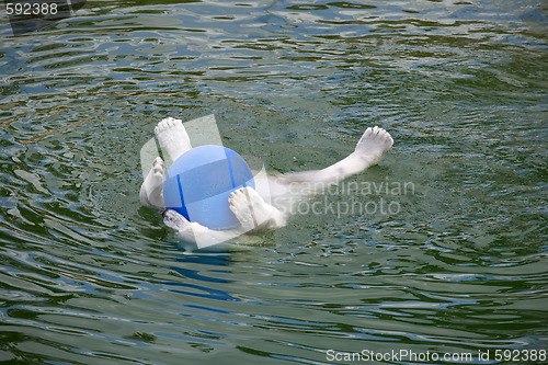 Image of polar bear swim in water