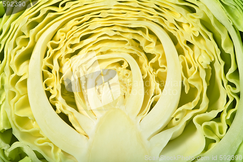 Image of cabbage