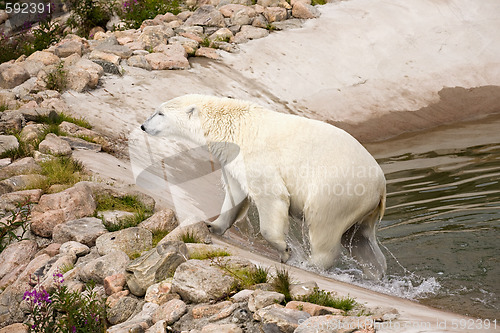 Image of polar bear