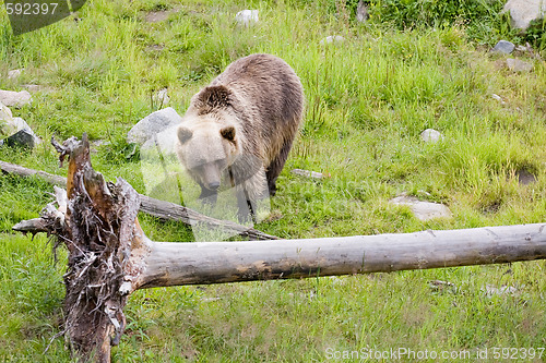 Image of brown bear