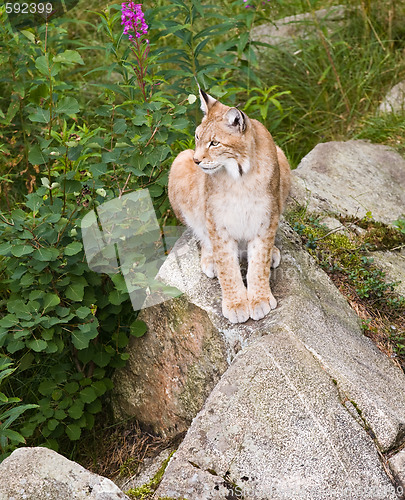 Image of lynx