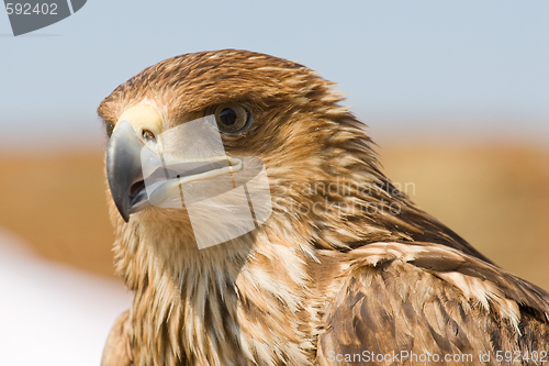 Image of Falcon portrait