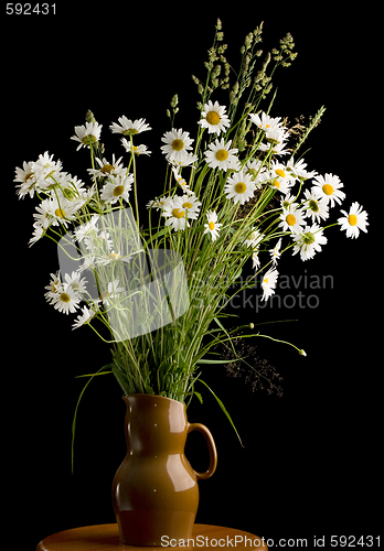 Image of Bouquet of camomiles