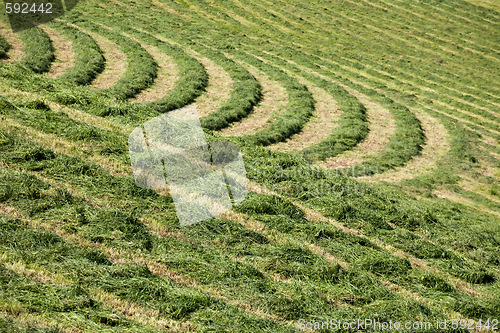 Image of hay grass pattern