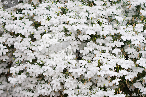 Image of Flower background