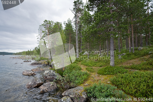 Image of pine-wood ashore lake