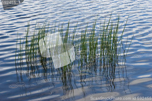 Image of Sedge in water