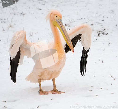 Image of pink pelican