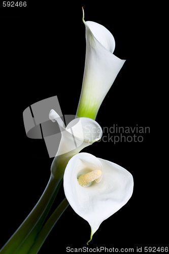Image of three calla lilies