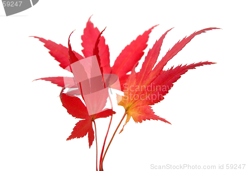 Image of Three maple leaves