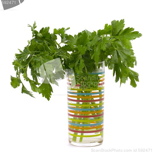 Image of bouquet of fresh parsley